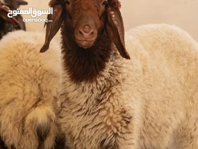 بسم الله الرحمن الرحيم ((كل عام وانتم بالف خير))