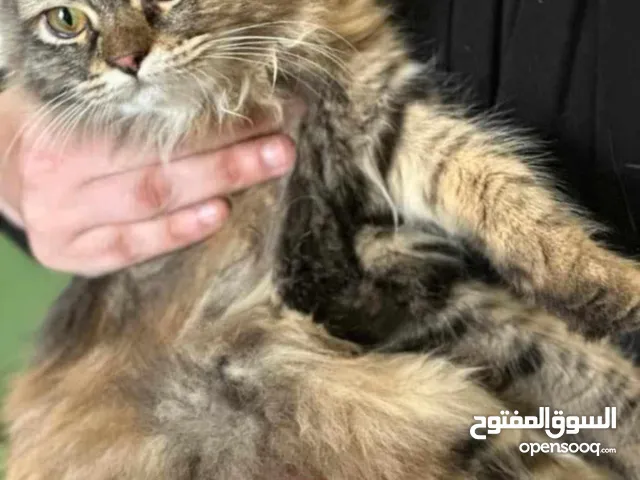 قطط للبيع طرابلس تاجوراء