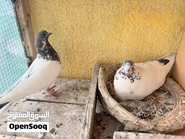 زوج تور