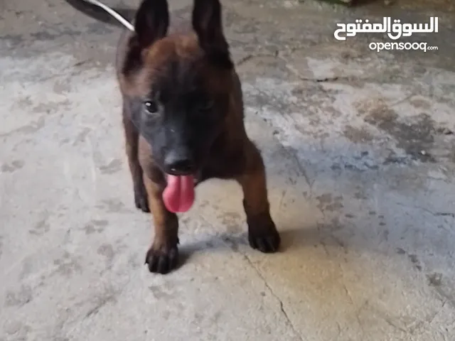 جرو مالينو انثى عمر شهرين ونص