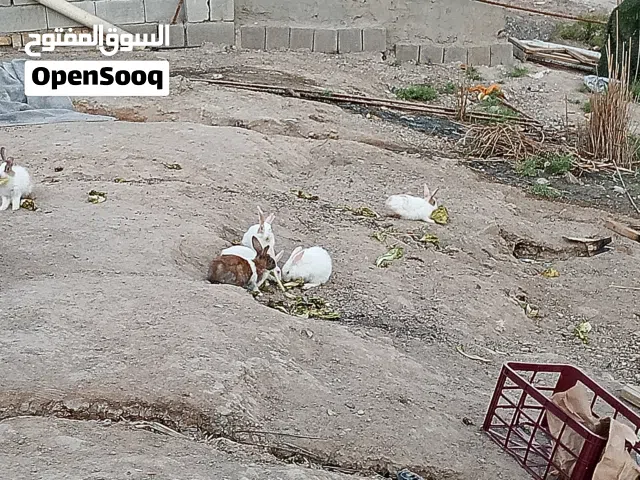 ارانب 10 للبيع سعر الواحد 5 مكاني بصرة ابو الخصيب عويسيان شارع القصر