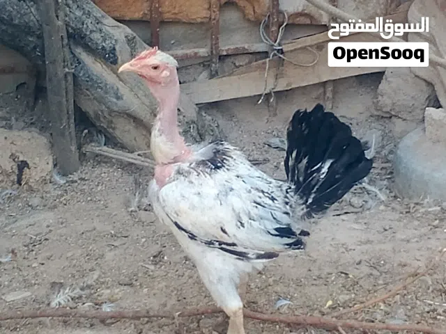 السلام عليكم