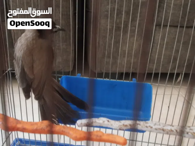 بلبل نشيط للبدل على حبه روز