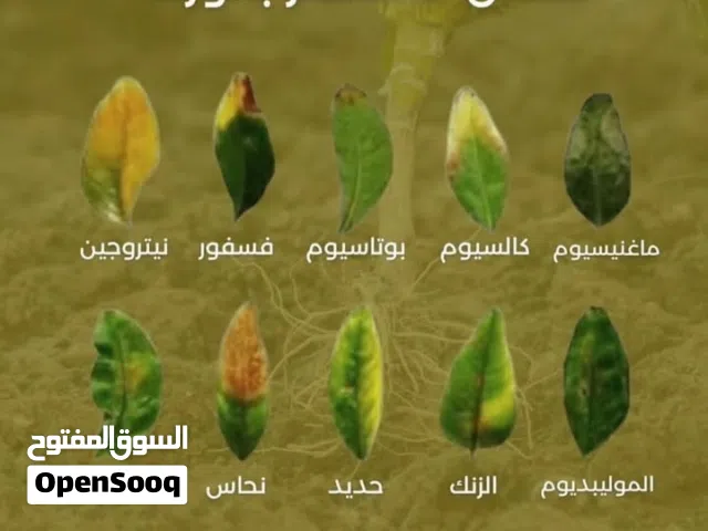 مهندس زراعي خبرة في مبيعات الاسمدة والمبيدات والبزور باحث عن شغل