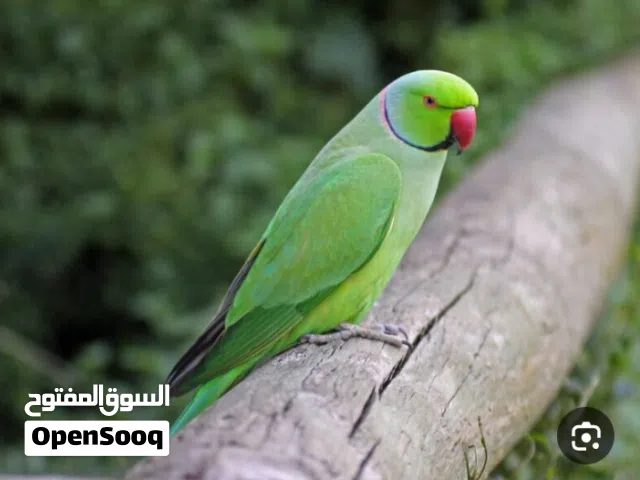 جوز دره تزاوج جديد
