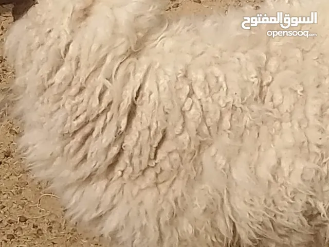 كبش عماني لتربية او لذبح سمين فول للتربيه ممتاز