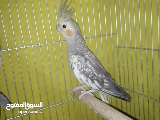 كوكتيل حبشي ذكر كوكتيل انثى ازابيل