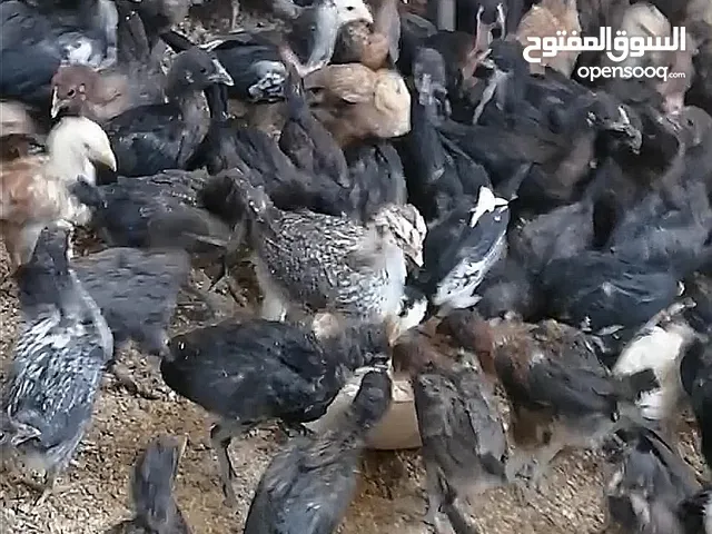 فراخ دجاج بلدي ورقيبة عمر شهر للبيع