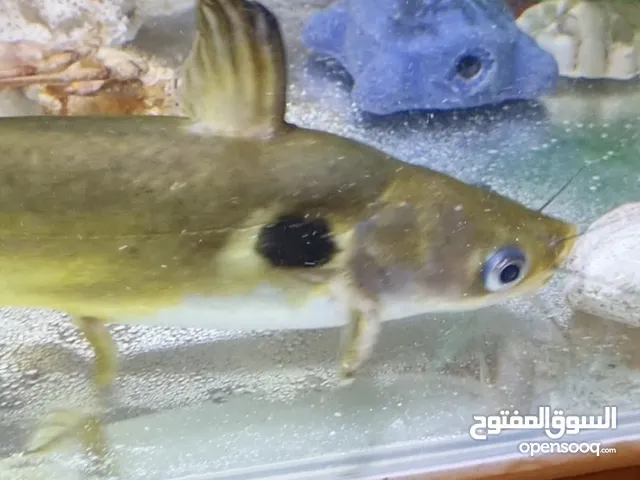 سمكة ذهبية ( عندي فيديو للسمكة ) GOLDEN FISH ( I HAVE VIDEO FOR THE FISH )
