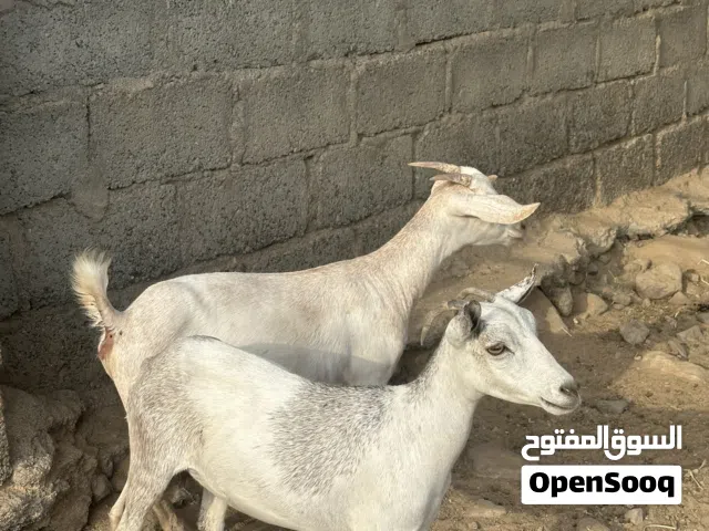 للبيع صخلات مال صلاله