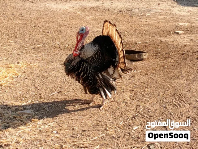 ديك حبش وحبشه
