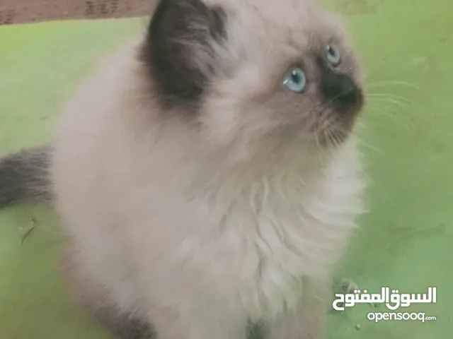مجموعة من الكتنز مستوويات جميلة وفخمة تبارك الله همالايا ، شيرازي ، شانشيلا (التفاصيل بالوصفف)