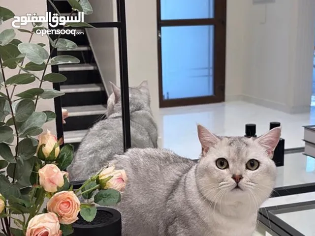 Ns ذكر شورت هير