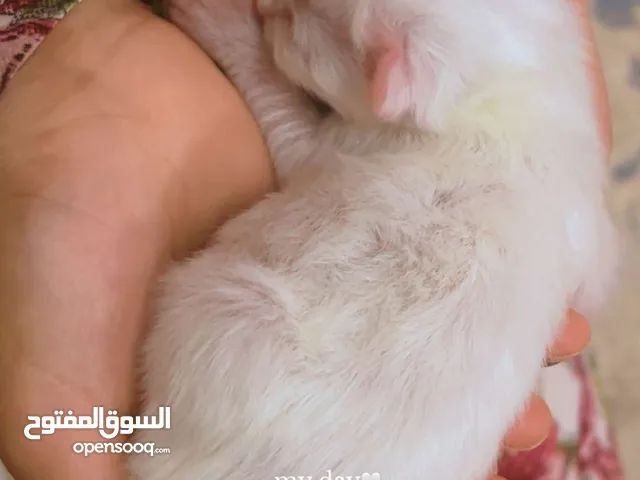 بيع قطط شيرازيه أقل من شهرين