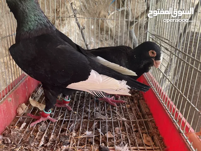 جواز حمام للبيع كوم