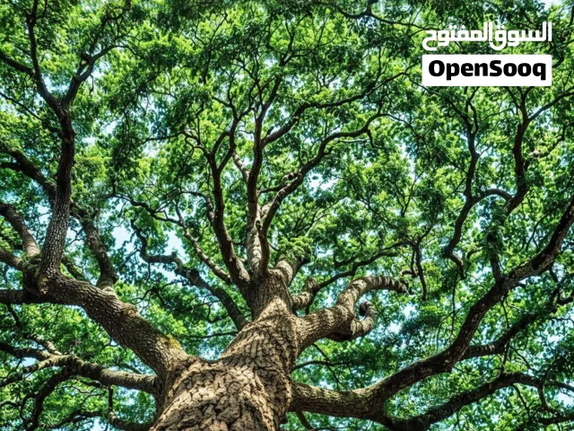 صاله مساحة 400متر للايجار ..عالطريق 16وقريب من طريق عرادة شارع واسع