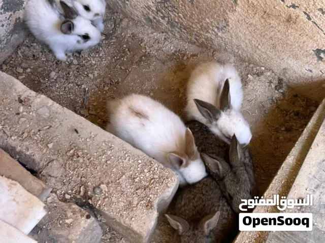 ارنب الماني وفرنسي وبلدي