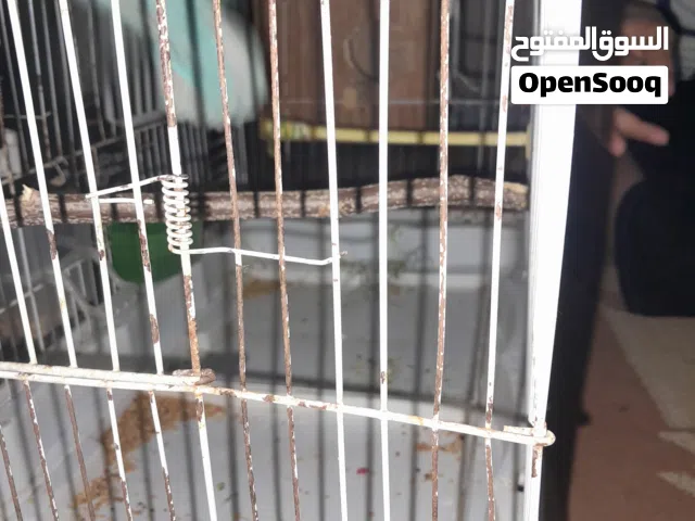 كوبيا بركديلو.  رواز ربي يبارك شويه ودحي  أقر الوصف