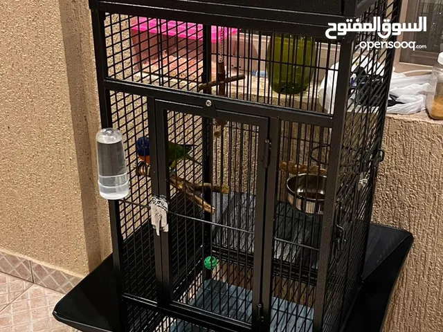 رينبو لوري