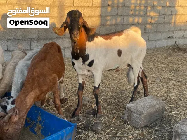 عرض خاص تيس اثيوبي حجم كبير ب170ر فول سمنه وزن اكثر من 35كيلو تقريبا تواصل على واتساب مطعوم سنة