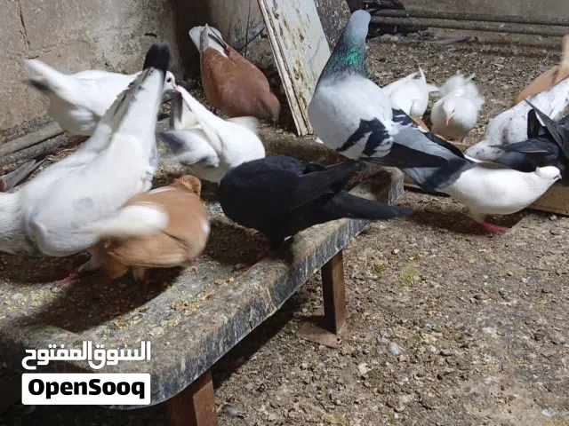 حمام مشكل شغال بصلاه علي النبي للبيع