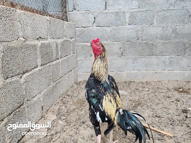 للبيع ديك جاوا والديك من نسل عالمي مال ميدان والطير ماعليه كلام