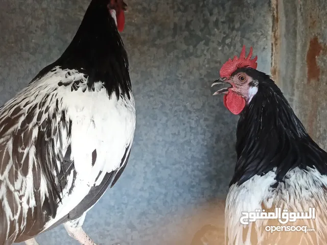 ديك لوكين ابيض واسود