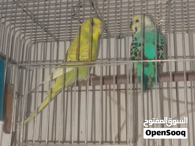 جوز عصفير حب شغالات