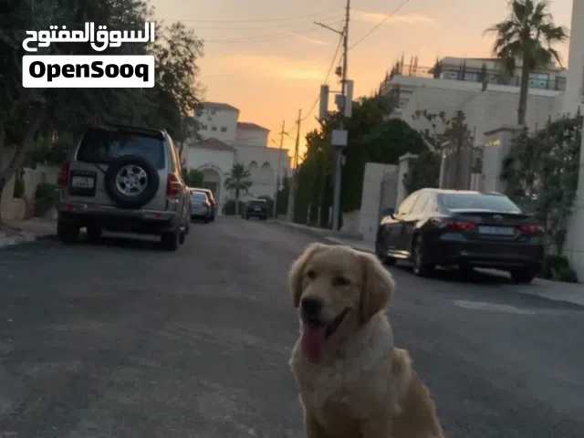 Pure golden retriever