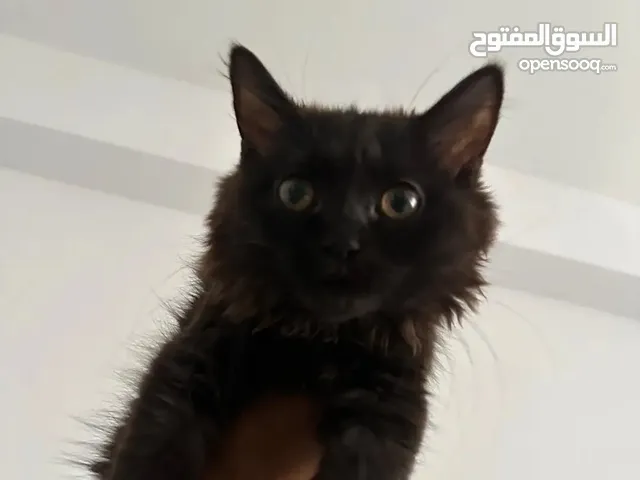 قطه للتبني