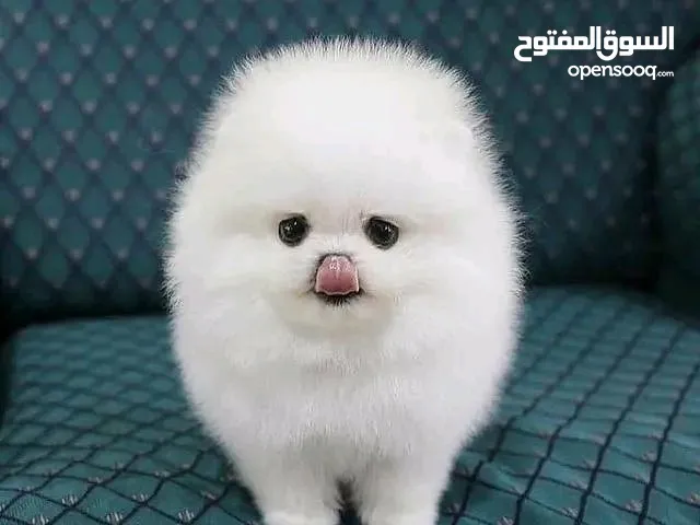 Fluffy Pomeranian pup ready to fill your home with love