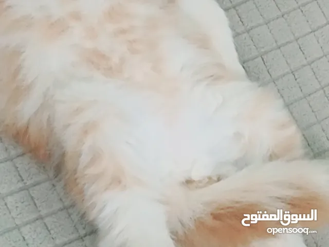 انثى بيرشن ريد 48 يوم مدربه ومطعمه حشرات