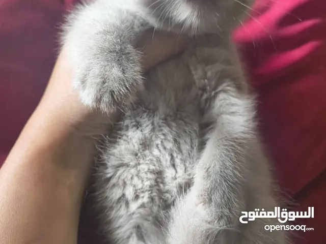 فولد رمادي فاتح ورمادي غامق