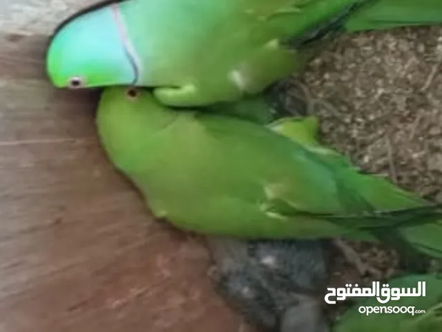 جوز دورا معهم  3 فراخ ماشاء الله عليهم صحة ونظافة 180 دينار