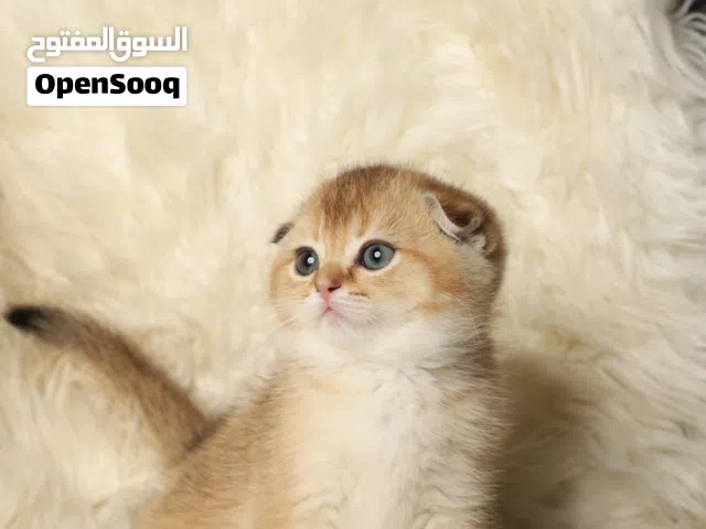 قطط سكوتش جولد فولد وستريت