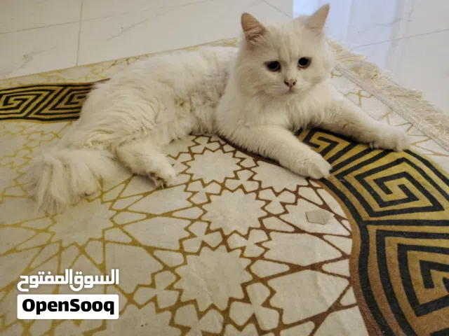 قط شيرازي أليف جدا