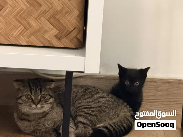 للتبني سكوتش فولد