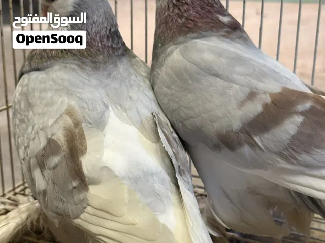 حمام بحرينيات مستويات جميلة