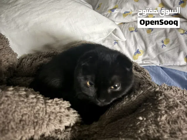 قطه للبيع وقابل للتفاوض