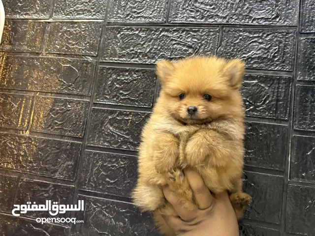 كلاب بمرنيان حجم تي كب لعوب صحه تمام