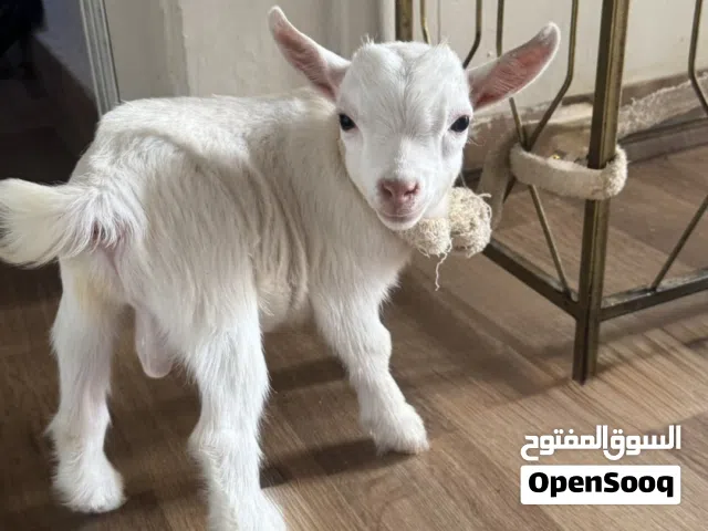 سخل صغير (جدي) عمر 3 اسابيع صحه ممتازة ونظيف جداً