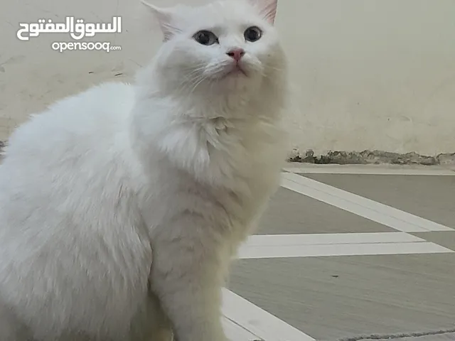 قطه شيرازي حامل على وشك الولاده بيضاء اللون شعر كثيف بصحه جيدة