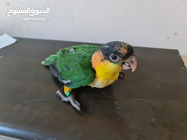 Caique Parrot Local Breed UAE,2 Month Old, Started eating pellets slow &Hand Feeding.كيكي Kaiki