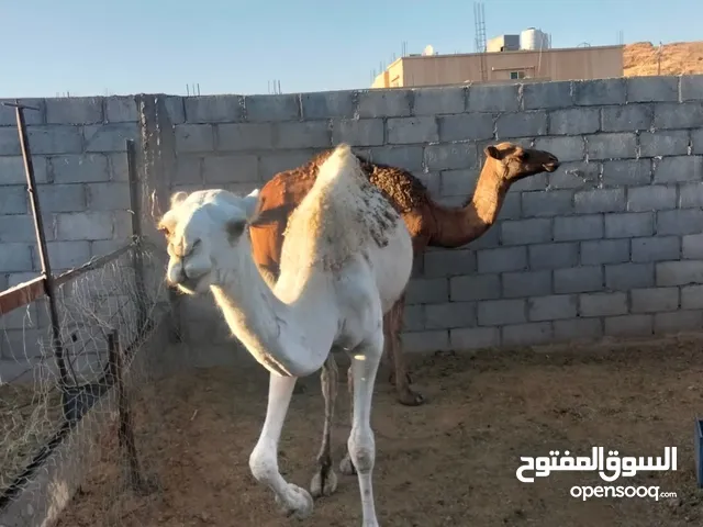 بكار للبيع مقنوي
