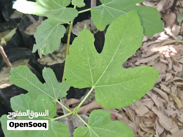 اشاجر تين عماني و تركي للبيع