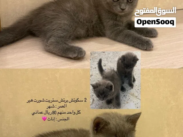 Gender: Female 2 (british scottish shorthair ) age: 1 month Price for per cat: 80 OMR