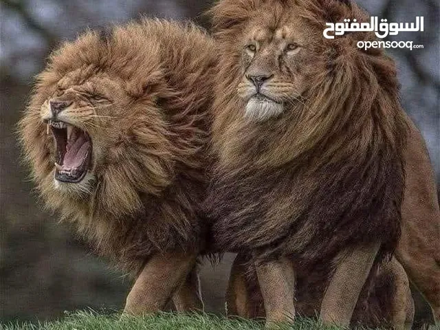 Ahmad Alawy