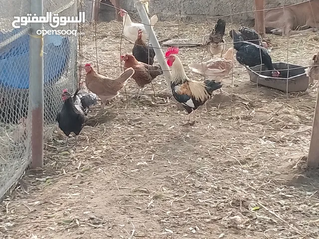 دجاج عماني ما شاء الله تبارك الرحمن حاضنات البيض