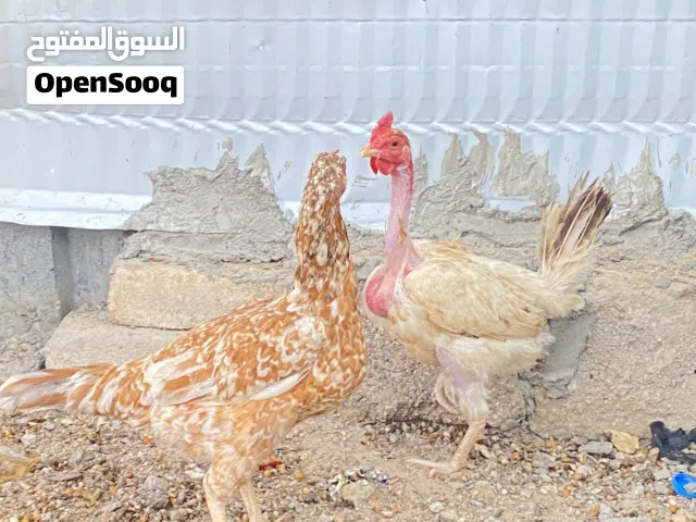 دجاج عرب للبيع