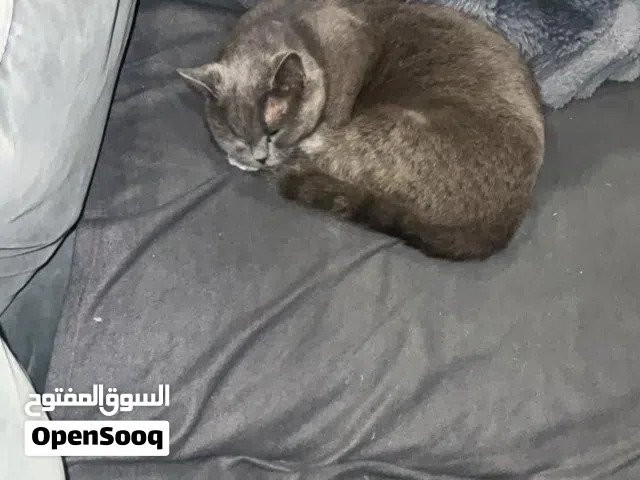 انثى بريتش شورت هير